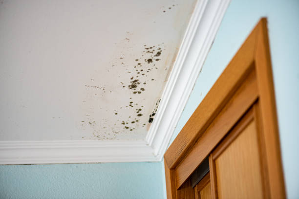 Trusted Lewistown, PA Mold Removal Experts