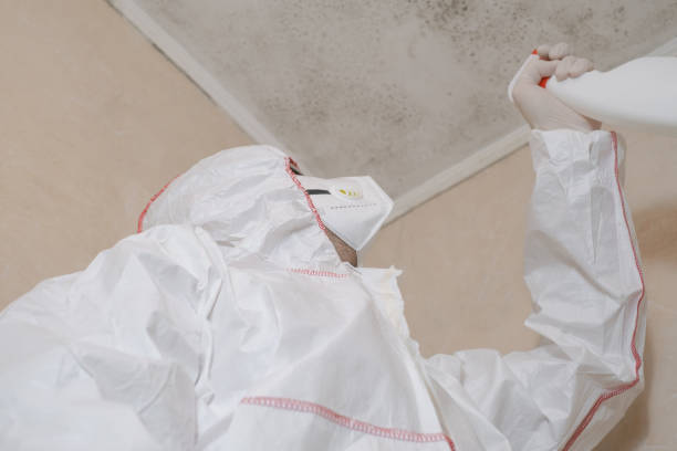Best Black Mold Removal  in Lewistown, PA