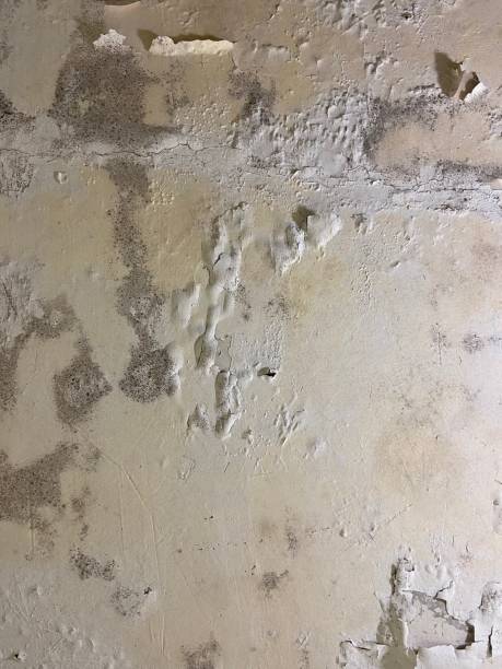 Best Certified Mold Removal  in Lewistown, PA