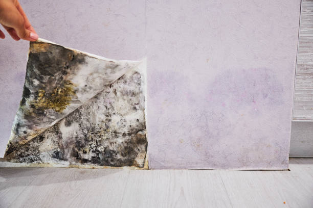 Best Local Mold Removal Service  in Lewistown, PA